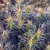 Echinocereus pentalophus ssp. longispinus cf. procumbens Tamaulipas, Mexico JL.jpg